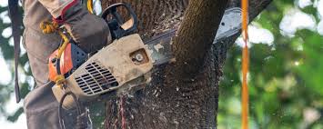 Organic Lawn Care Solutions in Rossmoor, NJ