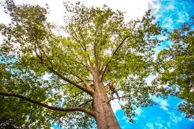 Best Tree Cabling and Bracing  in Rossmoor, NJ