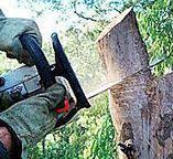 Best Tree Risk Assessment  in Rossmoor, NJ