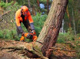 Best Pest Control for Lawns  in Rossmoor, NJ