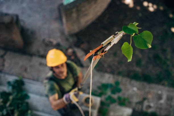 How Our Tree Care Process Works  in  Rossmoor, NJ