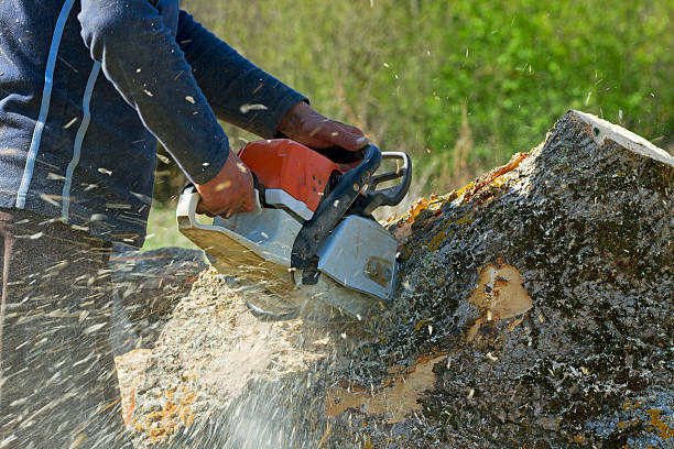 Best Stump Grinding and Removal  in Rossmoor, NJ
