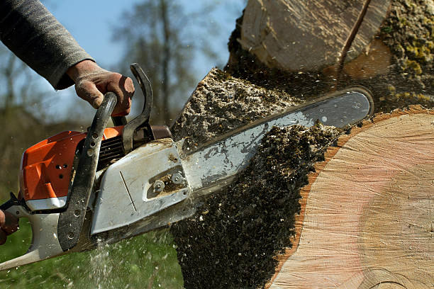 Best Hazardous Tree Removal  in Rossmoor, NJ