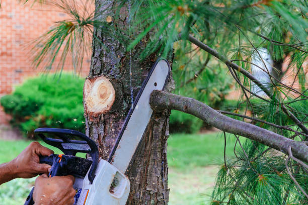  Rossmoor, NJ Tree Removal Pros